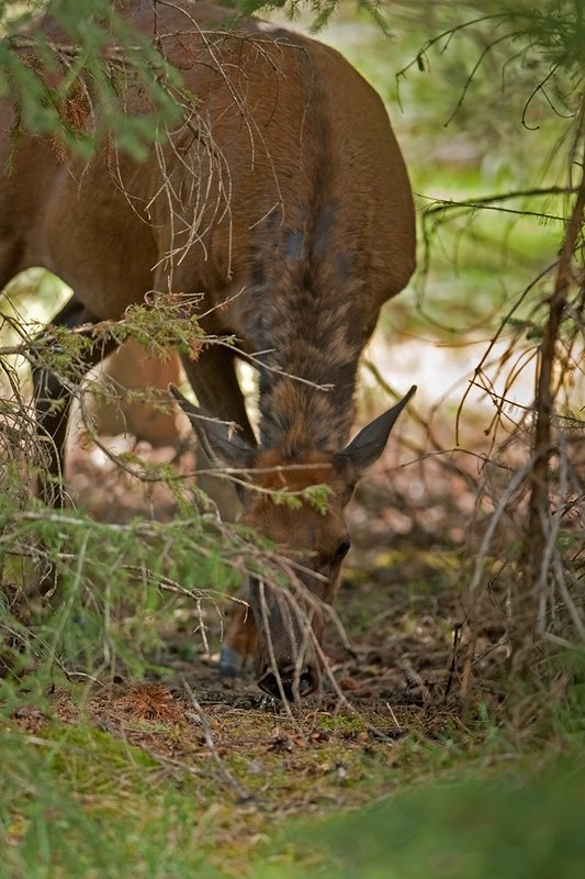TC-Elk Cows  calves-D00316-00200.jpg :: Cow Elk licking after birth from the forest floor after giving birth to her calf laying nearby