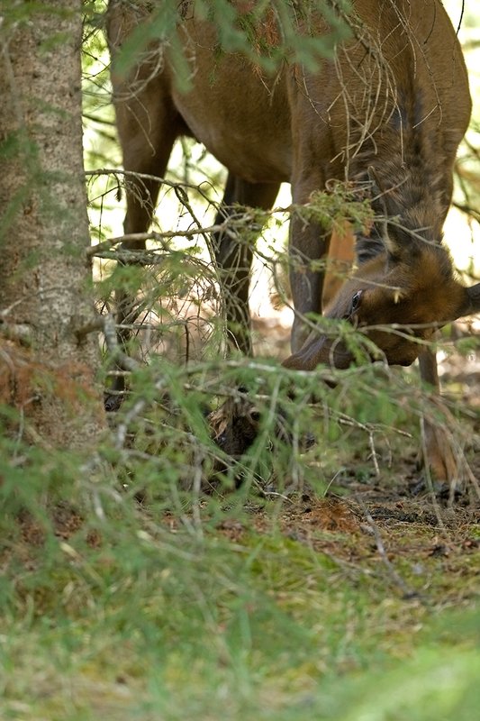 TC-Elk Cows  calves-D00316-00203.jpg :: Cow Elk licking after birth off of her calf alys on the forest floor immediately after birth