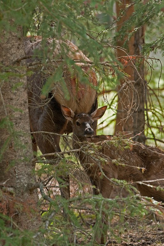 TC-Elk Cows  calves-D00316-00304.jpg :: Cow Elk standing in brushy timber with her newborn calf  standing after birth behind the cow after feeding for the first time