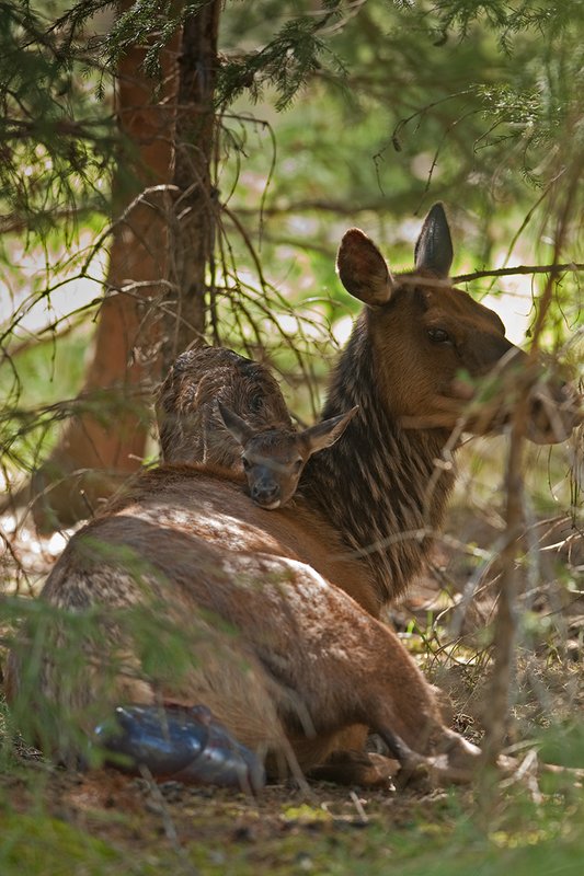 TC-Elk Cows  calves-D00316-00308.jpg :: Cow Elk laying on the ground after birth expelling the afterbirth while her newborn calf is resting his head on her back as they rest in the brushy forest timber