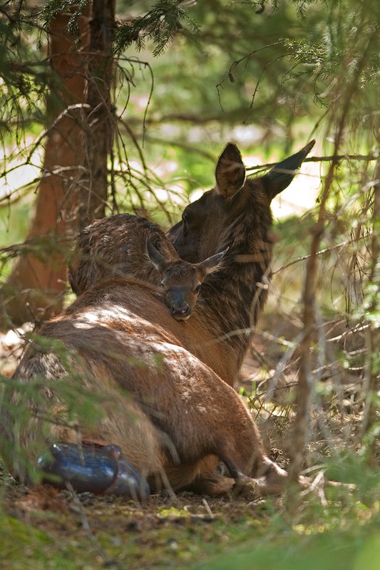 TC-Elk Cows  calves-D00316-00320.jpg :: Cow Elk laying on the ground after birth expelling the afterbirth while her newborn calf is resting his head on her back as they rest in the brushy forest timber