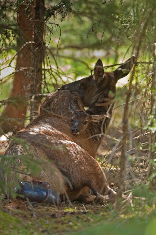 TC-Elk Cows  calves-D00316-00333.jpg :: Cow Elk laying on the ground after birth expelling the afterbirth while her newborn calf is resting his head on her back as they rest in the brushy forest timber