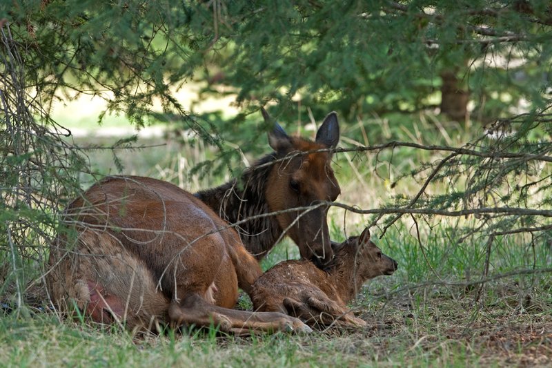 TC-Elk Cows  calves-D00316-00336.jpg :: Cow Elk licking the afterbirth off of her newborn calf laying on the ground resting after birth