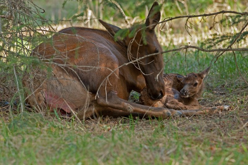 TC-Elk Cows  calves-D00316-00343.jpg :: Cow Elk licking the afterbirth off of her newborn calf laying on the ground resting after birth