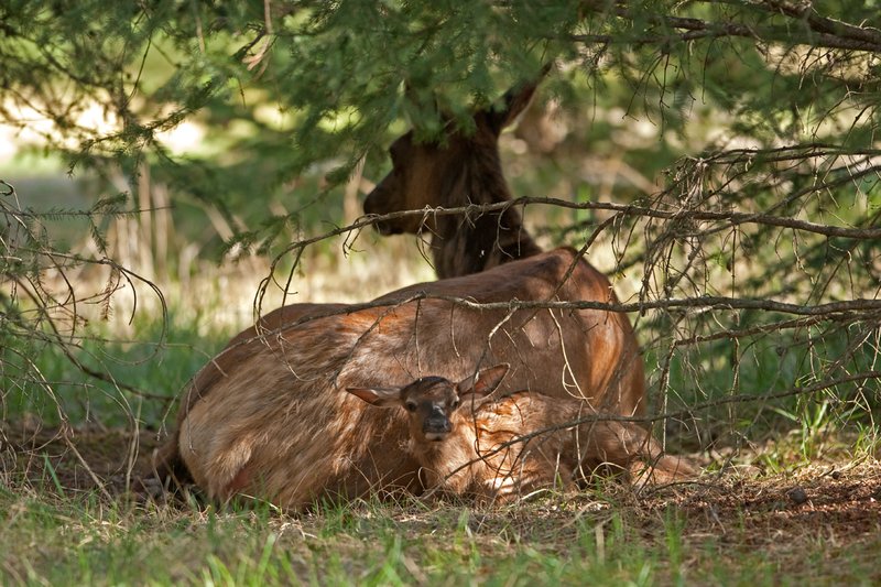 TC-Elk Cows  calves-D00316-00355.jpg :: Cow Elk and her newborn calf laying on the ground resting after birth