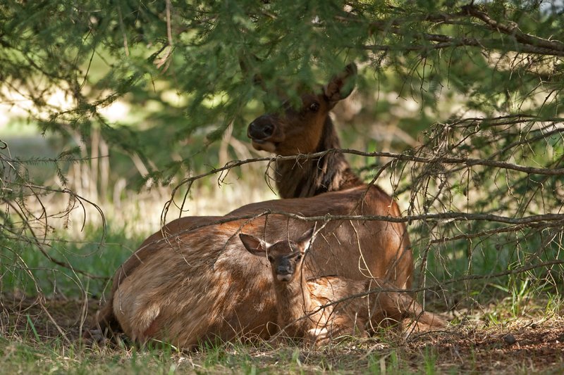 TC-Elk Cows  calves-D00316-00363.jpg :: Cow Elk and her newborn calf laying on the ground resting after birth