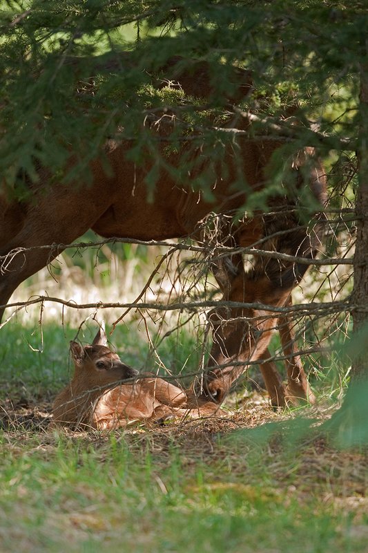 TC-Elk Cows  calves-D00316-00390.jpg