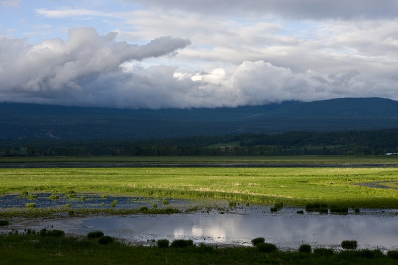 TC-Idaho Scenic-D50010-00078.jpg :: Wetlands on The Nature Conservancy Ball Creek Preserve in North Idaho near Bonners, Ferry Idaho