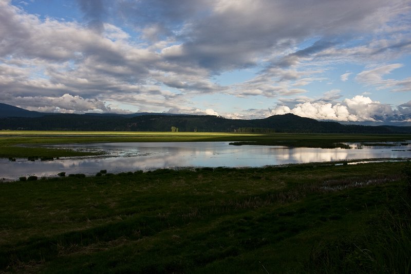 TC-Idaho Scenic-D50010-00098.jpg :: Wetlands on The Nature Conservancy Ball Creek Preserve in North Idaho near Bonners, Ferry Idaho