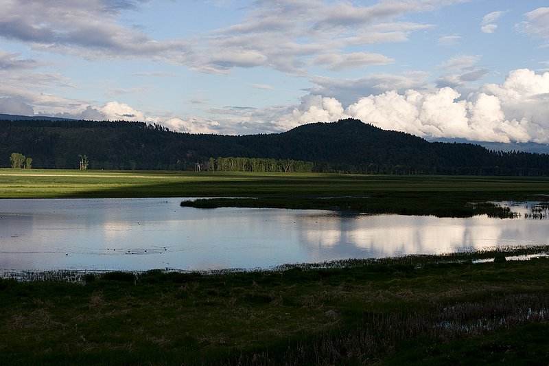 TC-Idaho Scenic-D50010-00110.jpg :: Wetlands on The Nature Conservancy Ball Creek Preserve in North Idaho near Bonners, Ferry Idaho