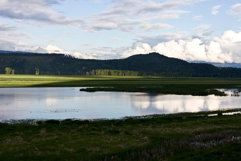 TC-Idaho Scenic-D50010-00114.jpg :: Wetlands on The Nature Conservancy Ball Creek Preserve in North Idaho near Bonners, Ferry Idaho
