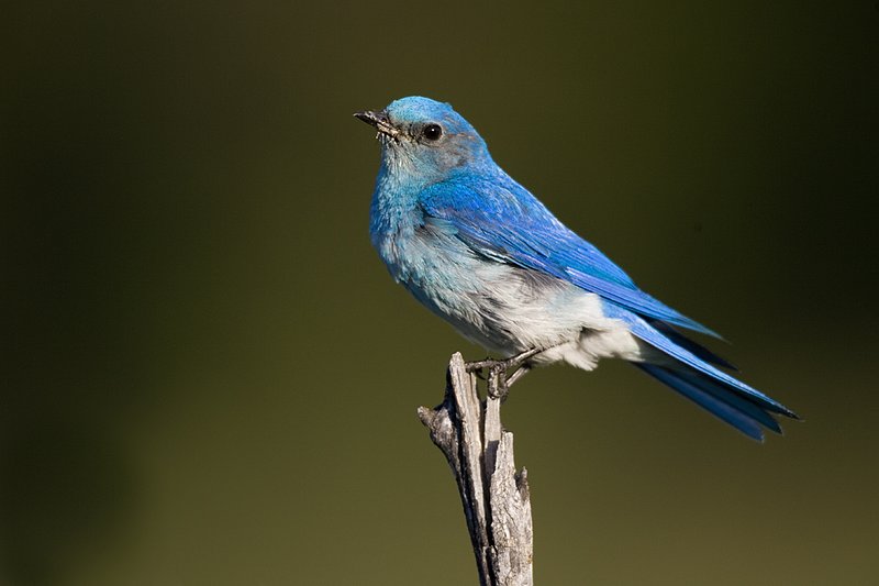 TC-Mountain Bluebird-D00070-00001.jpg :: Male Mountain Blue Bird perched on a dead tree branch with dark green/timber in the background