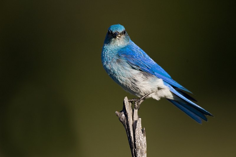 TC-Mountain Bluebird-D00070-00005.jpg :: Male Mountain Blue Bird perched on a dead tree branch with dark green/timber in the background
