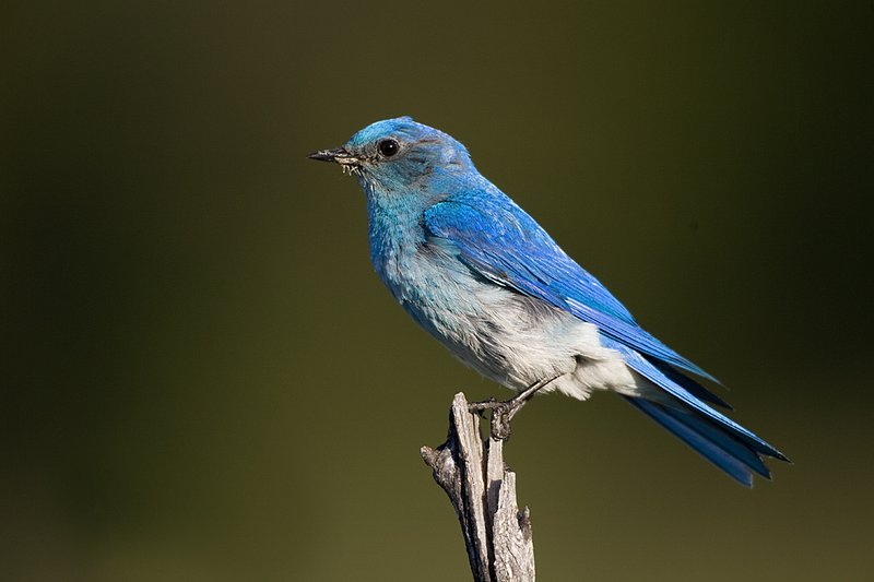 TC-Mountain Bluebird-D00070-00006.jpg :: Male Mountain Blue Bird perched on a dead tree branch with dark green/timber in the background