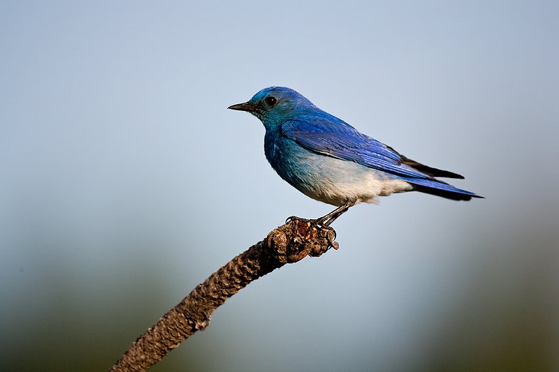TC-Mountain Bluebird-D00070-00008.jpg :: Male Mountain Blue Bird perched on branch of pine tree with blue sky background