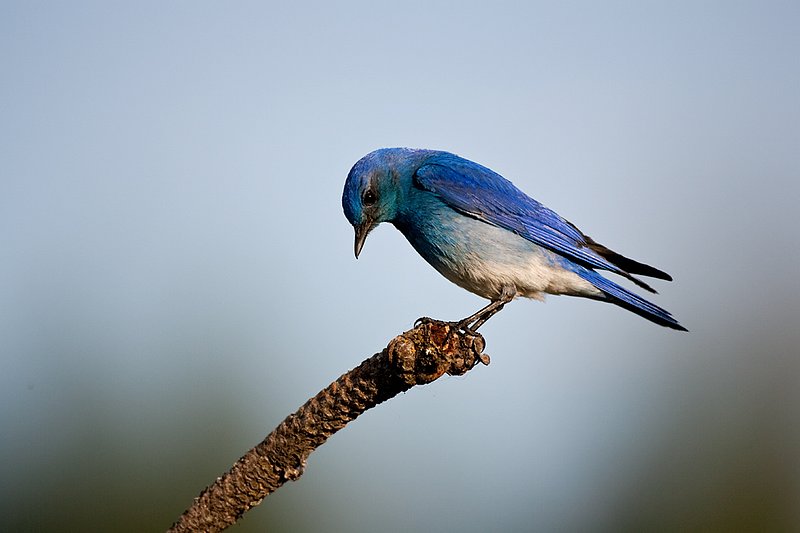 TC-Mountain Bluebird-D00070-00011.jpg :: Male Mountain Blue Bird perched on branch of pine tree with blue sky background