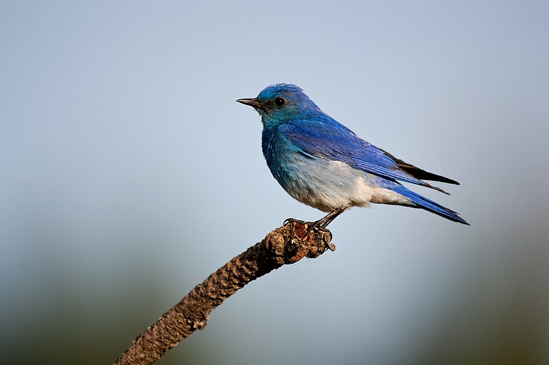 TC-Mountain Bluebird-D00070-00012.jpg :: Male Mountain Blue Bird perched on branch of pine tree with blue sky background