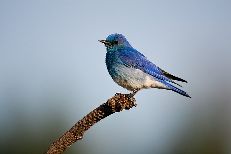 TC-Mountain Bluebird-D00070-00018.jpg :: Male Mountain Blue Bird perched on branch of pine tree with blue sky background
