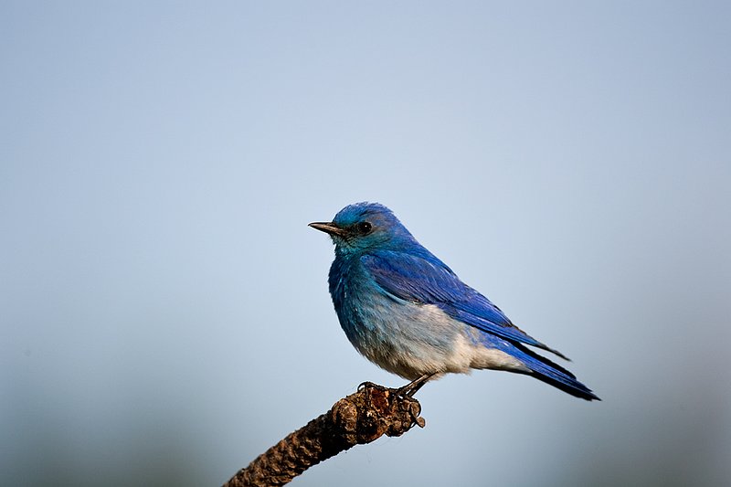 TC-Mountain Bluebird-D00070-00024.jpg :: Male Mountain Blue Bird perched on branch of pine tree with blue sky background