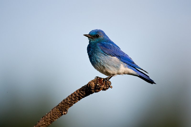 TC-Mountain Bluebird-D00070-00027.jpg :: Male Mountain Blue Bird perched on branch of pine tree with blue sky background