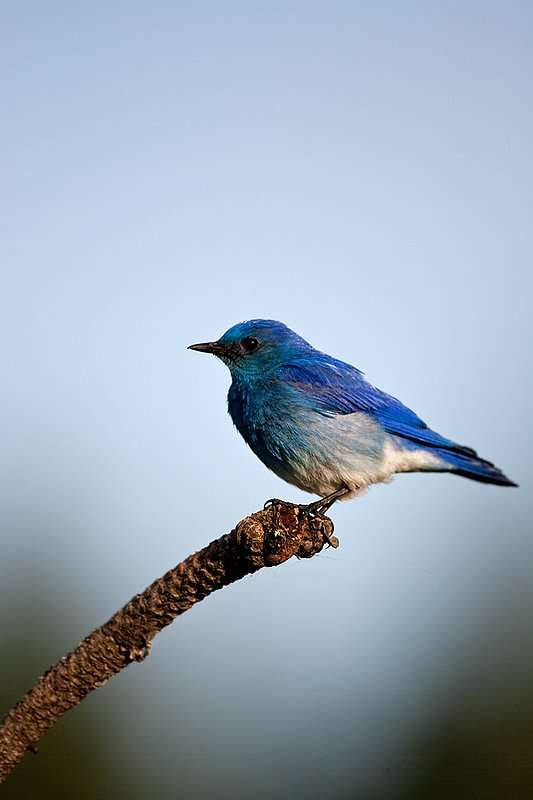 TC-Mountain Bluebird-D00070-00030.jpg :: Male Mountain Blue Bird perched on branch of pine tree with blue sky background