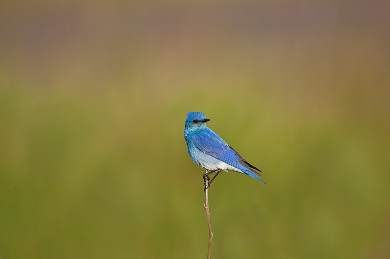 TC-Mountain Bluebird-D00070-00035.jpg :: Male Mountain Blue Bird perched on stalk of dead weed with green background