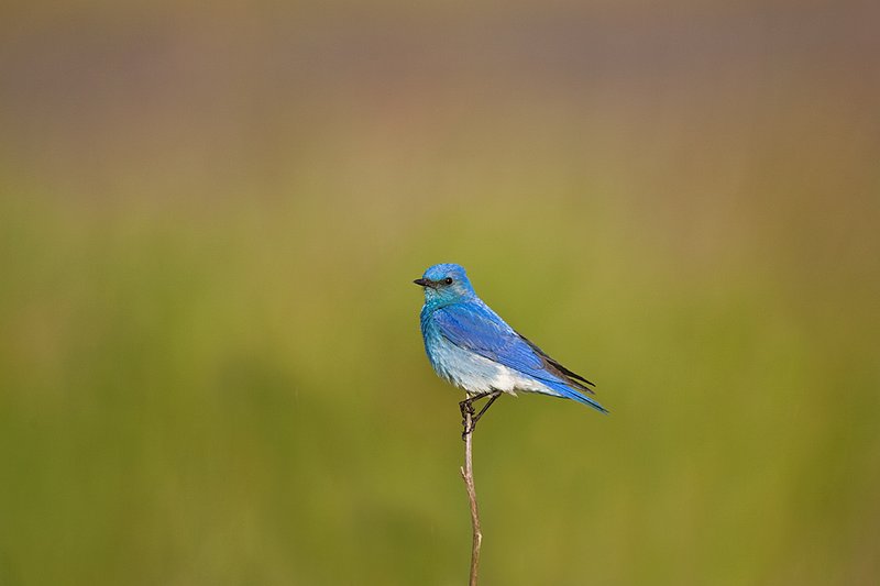 TC-Mountain Bluebird-D00070-00039.jpg :: Male Mountain Blue Bird perched on stalk of dead weed with green background