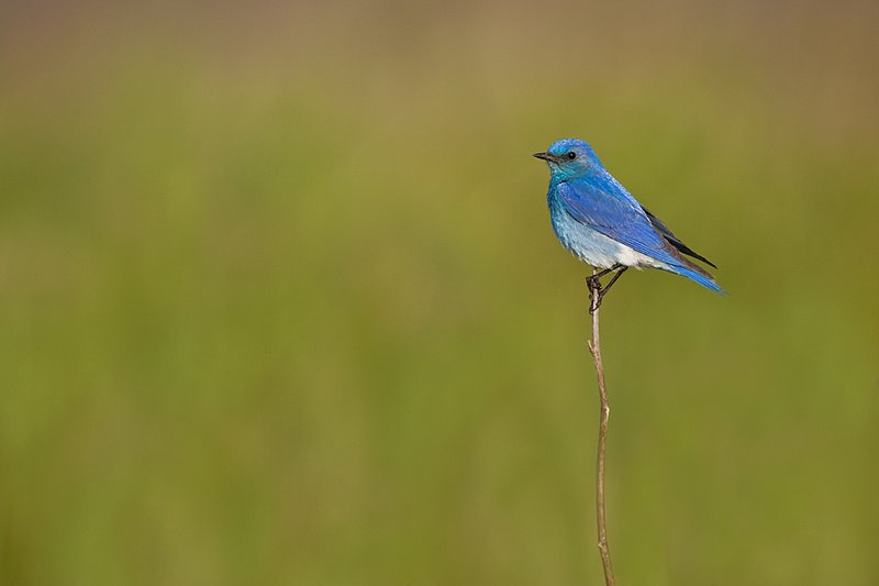 TC-Mountain Bluebird-D00070-00044.jpg :: Male Mountain Blue Bird perched on stalk of dead weed with green background