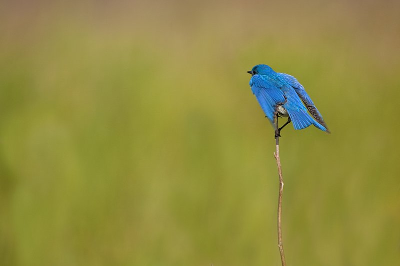 TC-Mountain Bluebird-D00070-00045.jpg :: Male Mountain Blue Bird perched on stalk of dead weed turned away from camera with green background