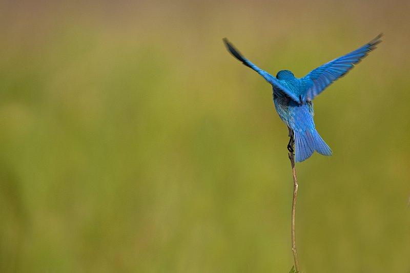 TC-Mountain Bluebird-D00070-00047.jpg :: Male Mountain Blue Bird perched on stalk of dead weed turned away from camera with green background