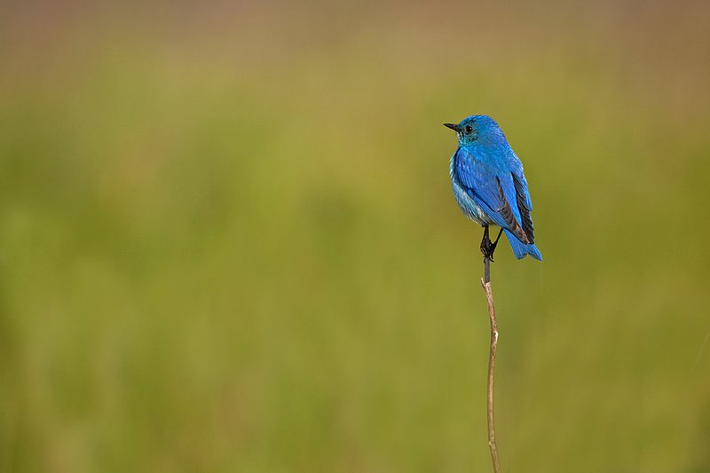 TC-Mountain Bluebird-D00070-00053.jpg :: Male Mountain Blue Bird perched on stalk of dead weed turned away from camera with green background