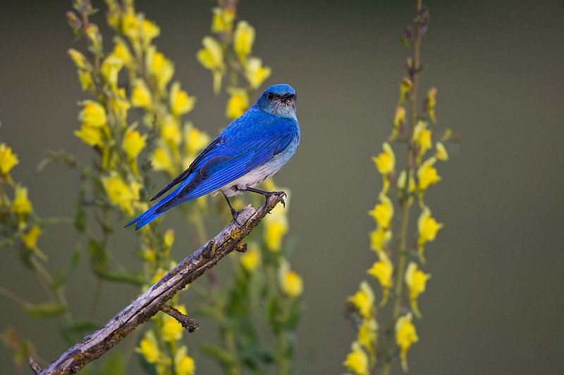 TC-Mountain Bluebird-D00070-00054.jpg :: Male Mountain Blue Bird with perched on dead tree branch with yellow flowers in the background