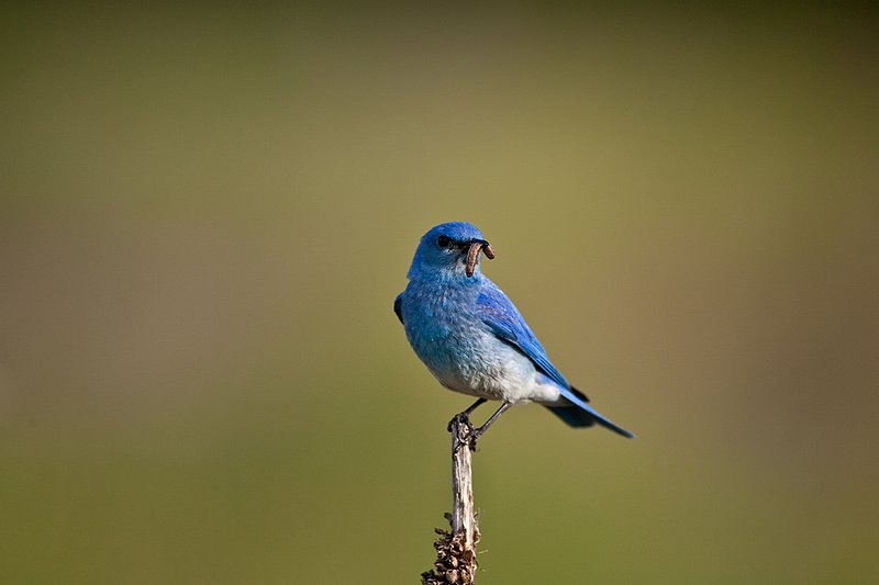 TC-Mountain Bluebird-D00070-00071.jpg :: Male Mountain Blue Bird with worm/larva in its beak ready to feed young
