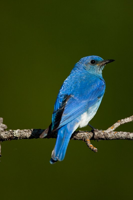 TC-Mountain Bluebird-D00070-00297.jpg :: Male Mountain Bluebird perched on branch of tree with dark green background