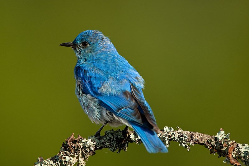 TC-Mountain Bluebird-D00070-00299.jpg :: Male Mountain Bluebird perched on branch of a tree with a dark green background