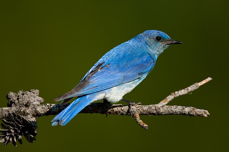 TC-Mountain Bluebird-D00070-00302.jpg :: Male Mountain Bluebird perched on branch of a tree with a dark green background