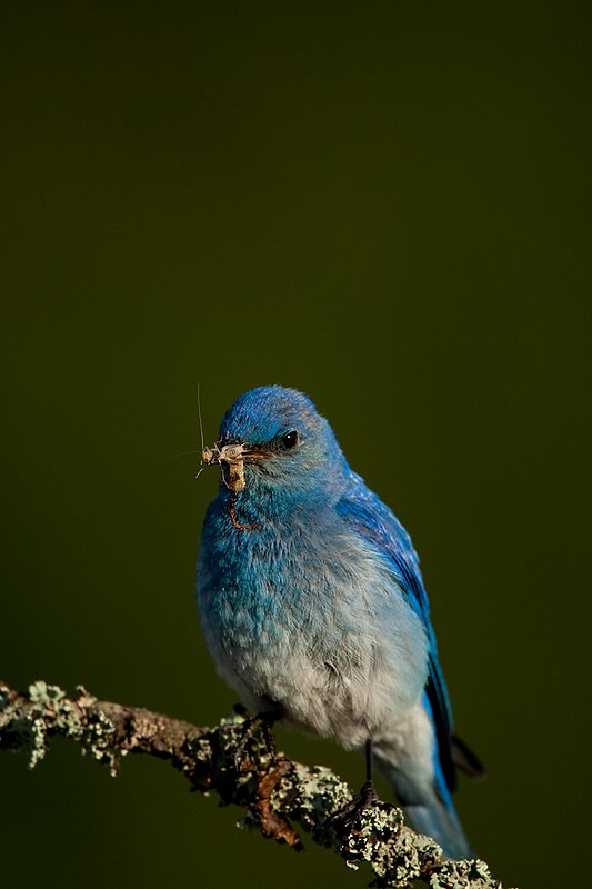 TC-Mountain Bluebird-D00070-00305.jpg :: Male Mountain Bluebird perched on a tree branch while holding a grasshopper in its beak ready to feed young