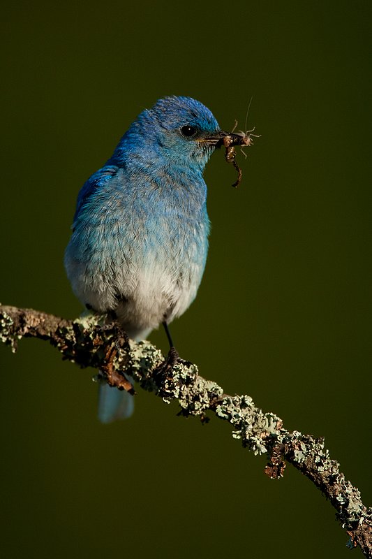 TC-Mountain Bluebird-D00070-00307.jpg :: Male Mountain Bluebird perched on a tree branch while holding a grasshopper in its beak ready to feed young