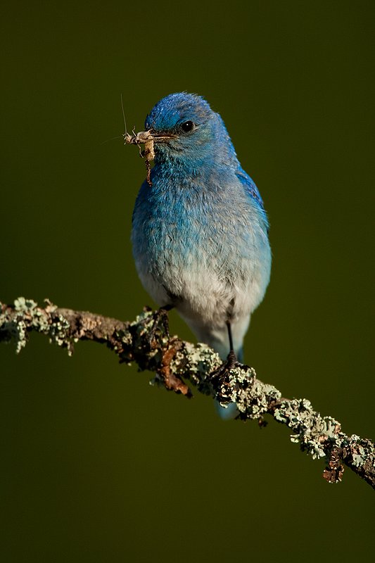 TC-Mountain Bluebird-D00070-00308.jpg :: Male Mountain Bluebird perched on a tree branch while holding a grasshopper in its beak ready to feed young