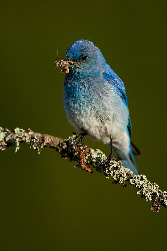 TC-Mountain Bluebird-D00070-00312.jpg :: Male Mountain Bluebird perched on a tree branch while holding a grasshopper in its beak ready to feed young