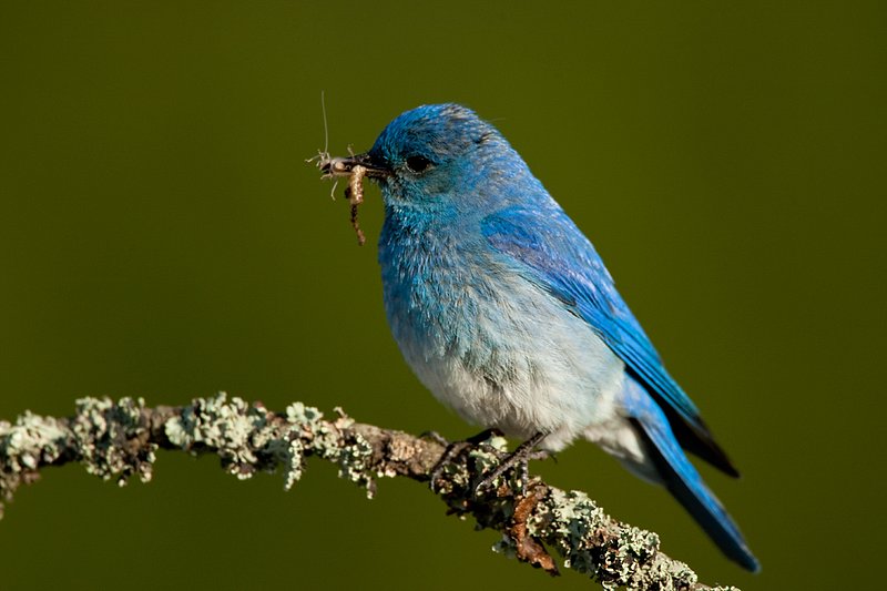 TC-Mountain Bluebird-D00070-00314.jpg :: Male Mountain Bluebird perched on a tree branch while holding a grasshopper in its beak ready to feed young