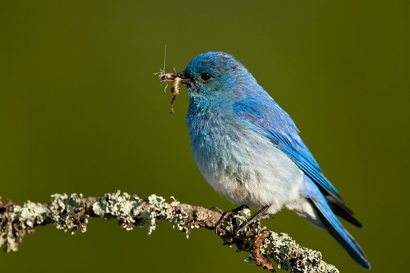 TC-Mountain Bluebird-D00070-00317.jpg :: Male Mountain Bluebird perched on a tree branch while holding a grasshopper in its beak ready to feed young