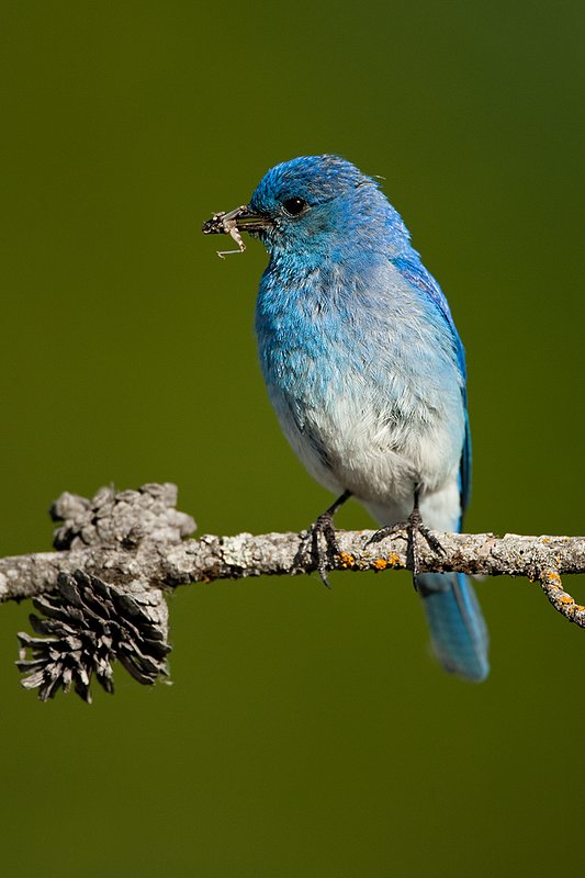 TC-Mountain Bluebird-D00070-00319.jpg :: Male Mountain Bluebird perched on a tree branch while holding a grasshopper in its beak ready to feed young