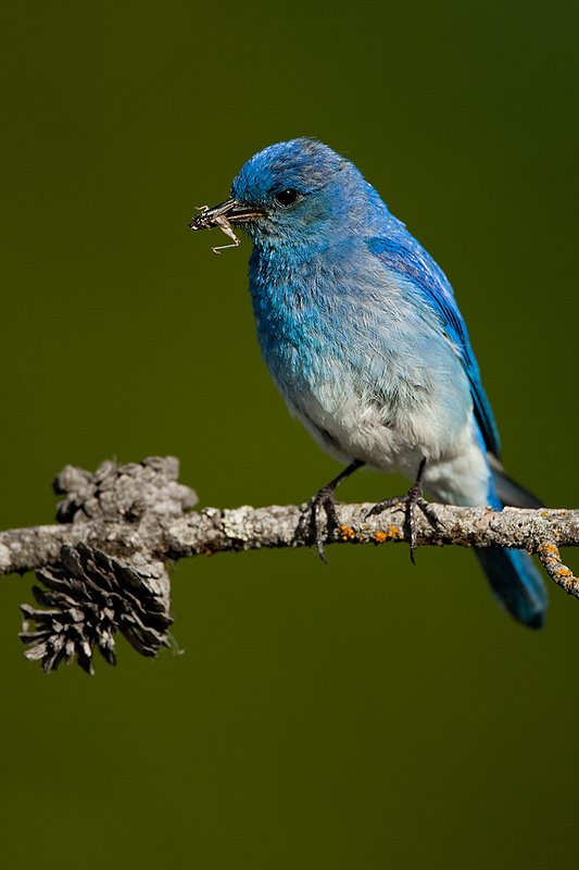 TC-Mountain Bluebird-D00070-00322.jpg :: Male Mountain Bluebird perched on a tree branch while holding a grasshopper in its beak ready to feed young