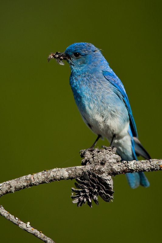 TC-Mountain Bluebird-D00070-00323.jpg :: Male Mountain Bluebird perched on a tree branch while holding a grasshopper in its beak ready to feed young