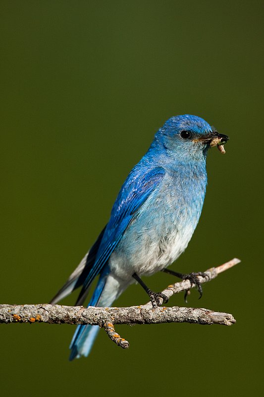 TC-Mountain Bluebird-D00070-00325.jpg :: Male Mountain Bluebird perched on a tree branch while holding a grasshopper in its beak ready to feed young