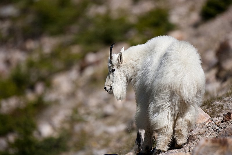 TC-Mountain Goats-D00357-00059.jpg :: Mountain Goat in late winter pelage straight away with body turned looking left