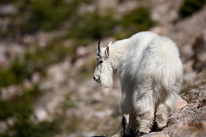 TC-Mountain Goats-D00357-00061.jpg :: Mountain Goat in late winter pelage straight away with body turned looking left