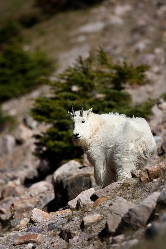 TC-Mountain Goats-D00357-00063.jpg :: Mountain Goat in late winter pelage quartering away looking back over his shoulder