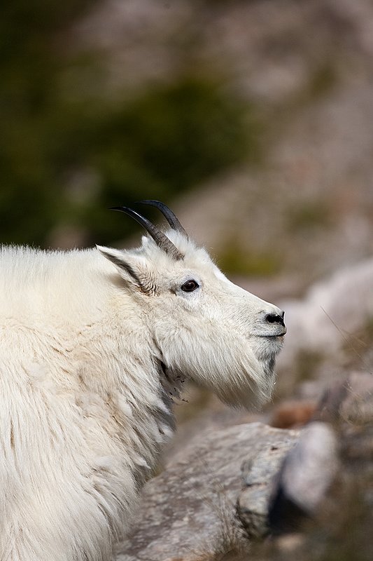 TC-Mountain Goats-D00357-00067.jpg :: Mountain Goat in late winter pelage head/shoulder portrait